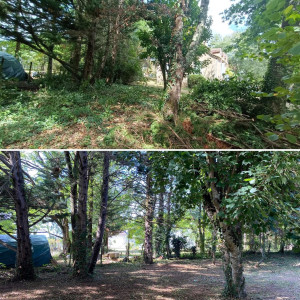 Photo de galerie - Elagage et coupe d'arbres