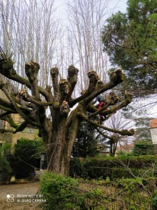 Photo réalisation - Elagage et coupe d'arbres - Poinas (Ozi) - Grézieu-la-Varenne : Élagage tilleul