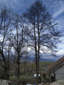 Photo de galerie - Elagage et coupe d'arbres