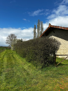 Photo de galerie - Taille de haie 