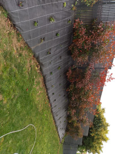 Photo de galerie - Pose de bâche avec plantation photinia et vivaces 