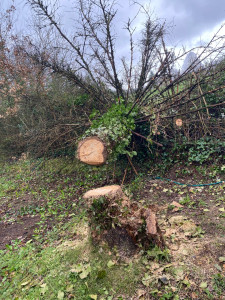 Photo de galerie - Abattage de pin 