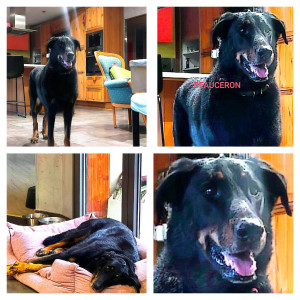 Photo de galerie - Garde chien