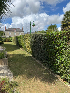 Photo de galerie - Taille de haie 