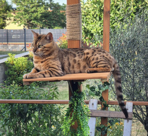 Photo de galerie - Garde chat