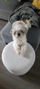 Photo de galerie - Ma petite chienne Tina 