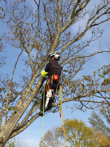 Photo de galerie - Elagage et coupe d'arbres