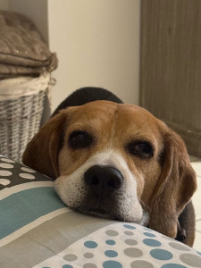 Photo de galerie - Petit chien à la maison :D