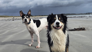 Photo de galerie - Saba a été ravi de son séjour chez nous ?