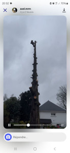 Photo de galerie - Elagage et coupe d'arbres