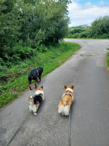 Photo de galerie - Garde chien