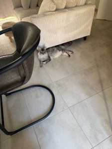 Photo de galerie - J’ai joué avec le chat, je suis resté avec lui ça cela pendant trois jours de suite, je me suis occupé de lui, j’ai changé ça dit hier, je lui ai donné à manger et à boire frais et je lui ai tenu compagnie( en attendant que son maître revienne de voyage)