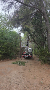 Photo de galerie - Elagage et coupe d'arbres