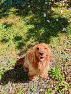 Photo de galerie - Garde chien