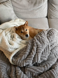 Photo de galerie - Garde d’un shiba inu 