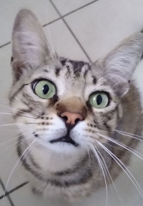 Photo de galerie - Garde chat