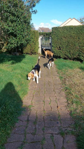 Photo de galerie - Garde de 2 chiens à notre domicile 