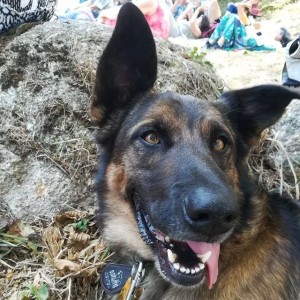 Photo de galerie - C'est un berger allemand croisé malinois donc je suis très fière de son éducation 