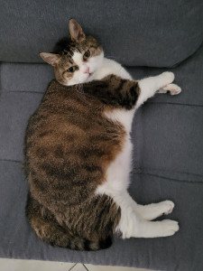 Photo de galerie - Garde animaux