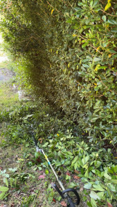 Photo de galerie - Taille