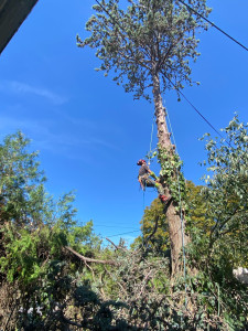 Photo de galerie - Abattage d’un cyprès bleu