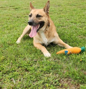 Photo de galerie - Je garde vos chiens