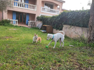 Photo de galerie - Garde régulière de Vanille - Corgi de 6 mois 