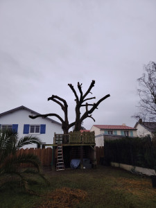 Photo de galerie - (après) élagage et coupe de tête de saul pleureur et nettoyage tu jardin 