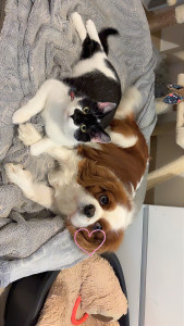 Photo de galerie - Garde chiens et chats 