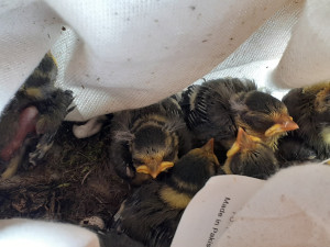 Photo de galerie - Sauvetage de 8 oisillons de mésanges bleues orphelines prises d'assaut par des chats, très utile comme régulateur de la chenille processionnaire , déposées à la LPO