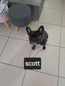Photo de galerie - Scott bouldogue français 