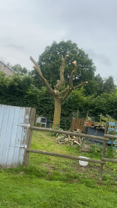 Photo de galerie - Elagage et coupe d'arbres