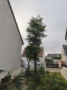 Photo de galerie - Taille d'un sapin 