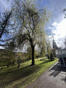 Photo de galerie - Elagage saule pleureur
