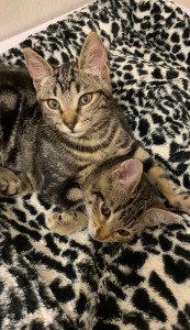 Photo de galerie - Garde chat