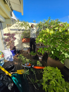 Photo de galerie - AVANT 
Nettoyage terrasse, dessouchage, plantation, taille