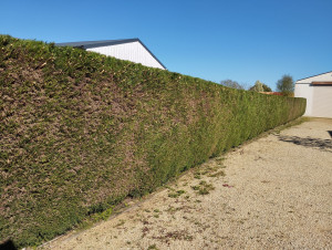 Photo de galerie - Taille de haies et d'arbustes