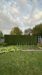 Photo de galerie - Taille d’une haie de Tuya