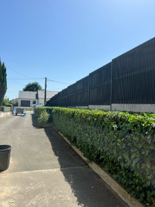 Photo de galerie - Taille de haies et d'arbustes
