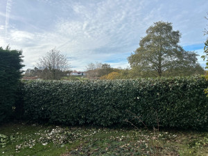 Photo de galerie - Taille de haie 