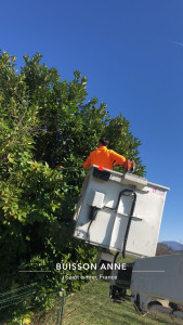 Photo de galerie - Rabaissement de haie 