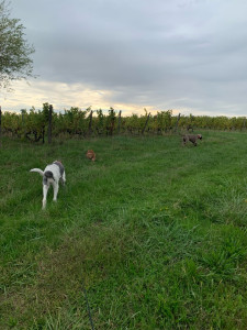 Photo de galerie - Garde chien