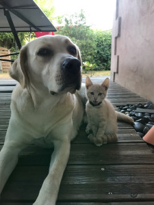 Photo de galerie - Mon chien et mon chat