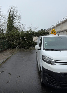 Photo de galerie - Elagage et coupe d'arbres