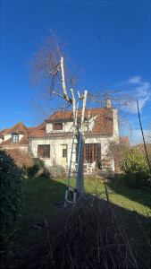 Photo de galerie - Elagage et coupe d'arbres