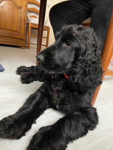 Photo de galerie - Garde chien