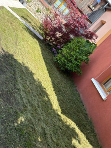 Photo de galerie - Tonte 