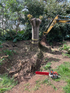 Photo de galerie - Rognage de souche avant 