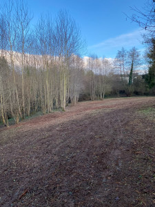 Photo de galerie - Défrichage d’un terrain plus abattage, arbre, mort