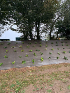 Photo de galerie - Pose bâche 5m x 60m + plantation 